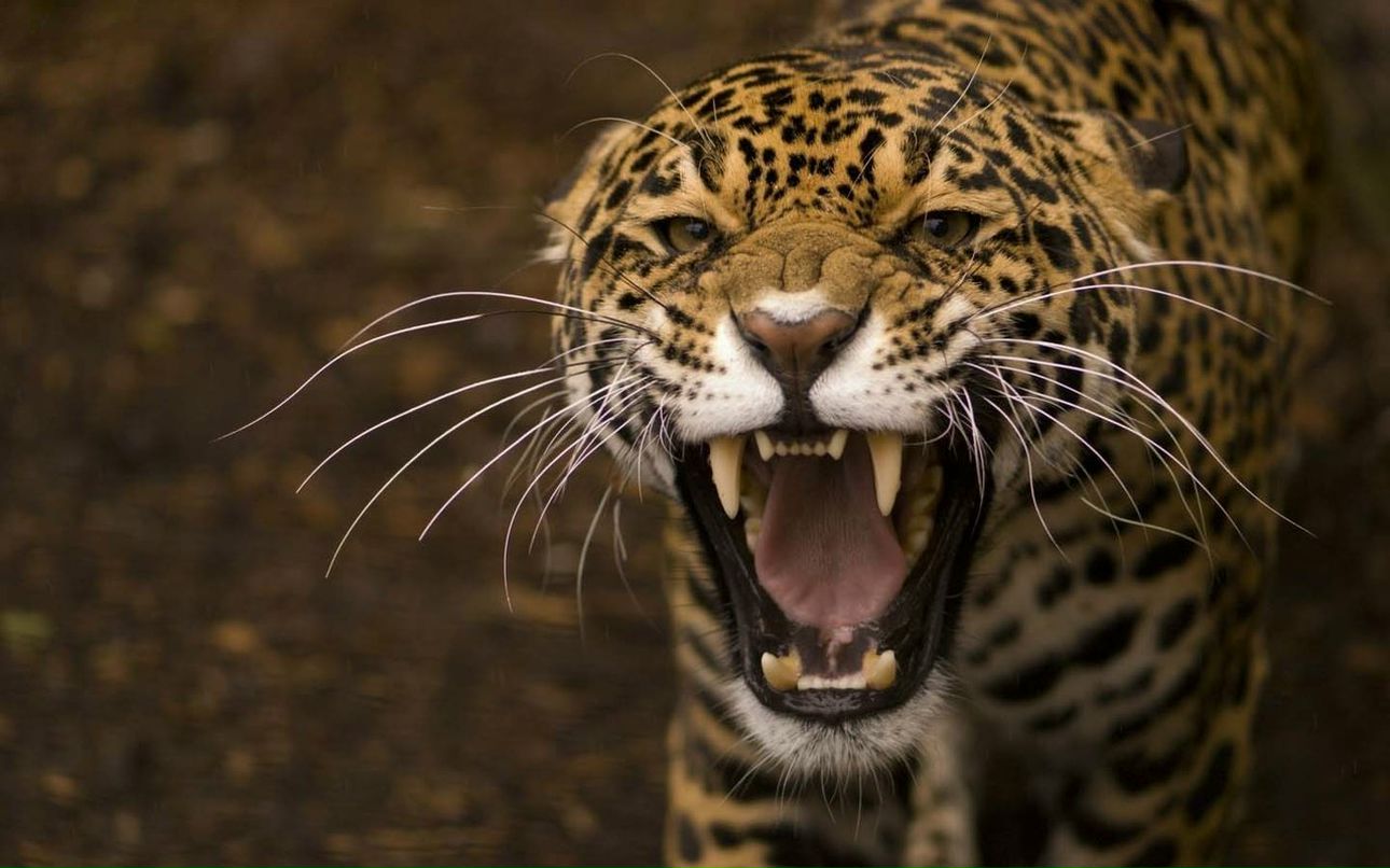 Антонио Бандерос | Краснодар