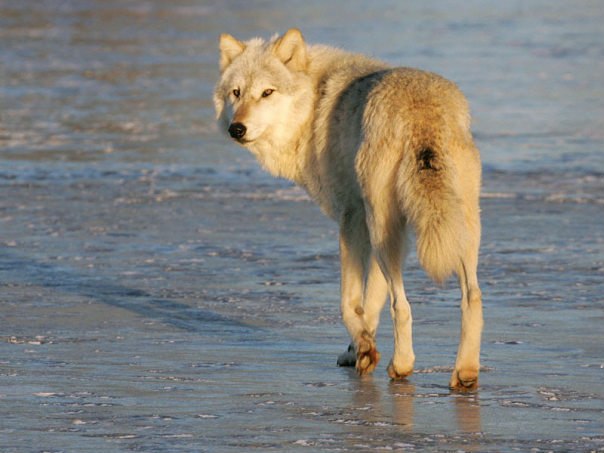 Константин Волков | Рыбинск