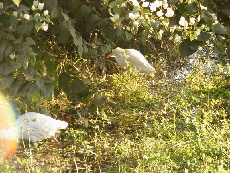 Наталья Воронько | Санкт-Петербург
