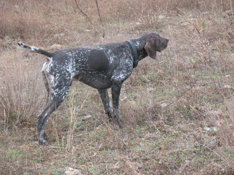 Александр Полянский | Краматорск