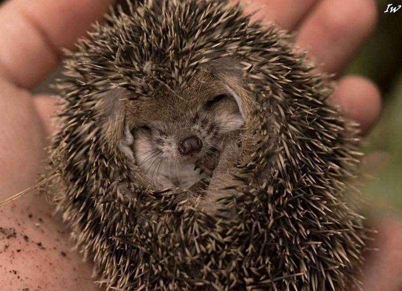 Алексей Мирный | 