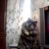Аватар: Прися Боровкова