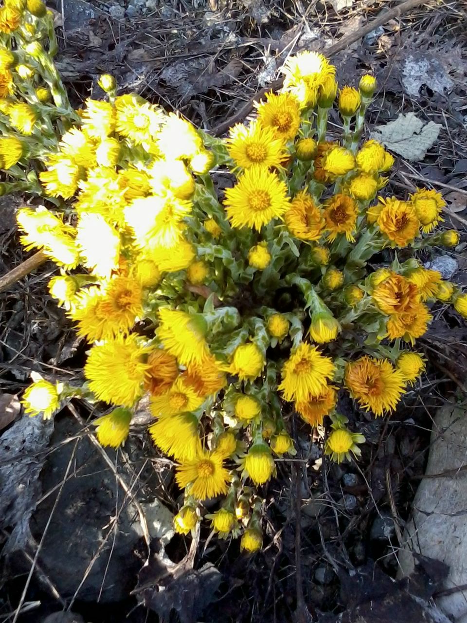 Полина Игнатенко | Сочи