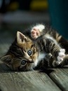 №3 Маргорита Санкевич 04.08.1998: профиль, фото, статус - ВКонтакте