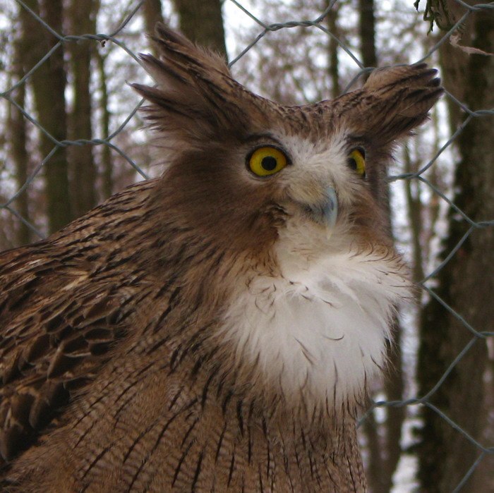 Адам Филин | Красноярск