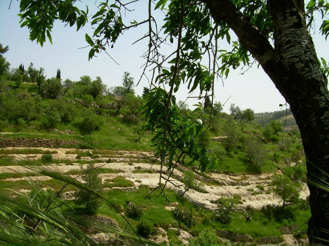 Валентина Вася | Иерусалим