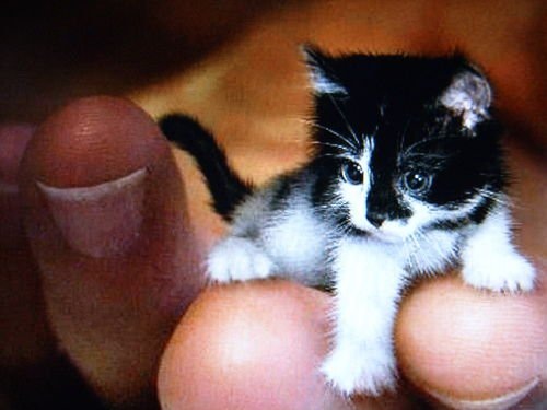 №50, Максим Касьянов, 38 лет, Новокузнецк, Россия №50, Максим Касьянов, 38 лет, Новокузнецк, Россия