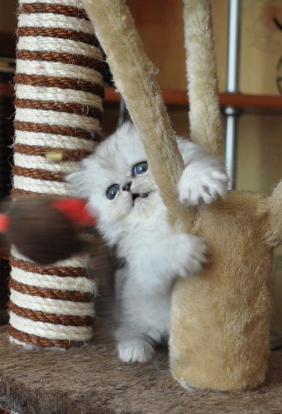 Дмитрий Корниенко | Москва