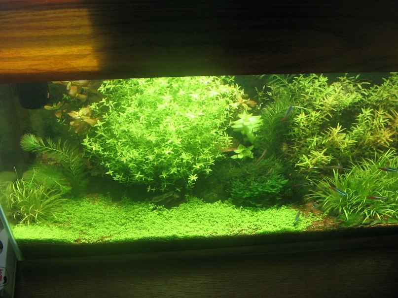 Зульфат Бабаев ℂ⋆ | Тюмень