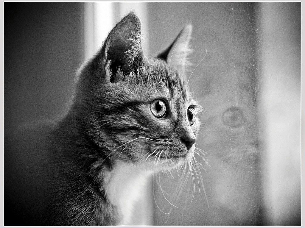 Елена Шеховцова | Москва