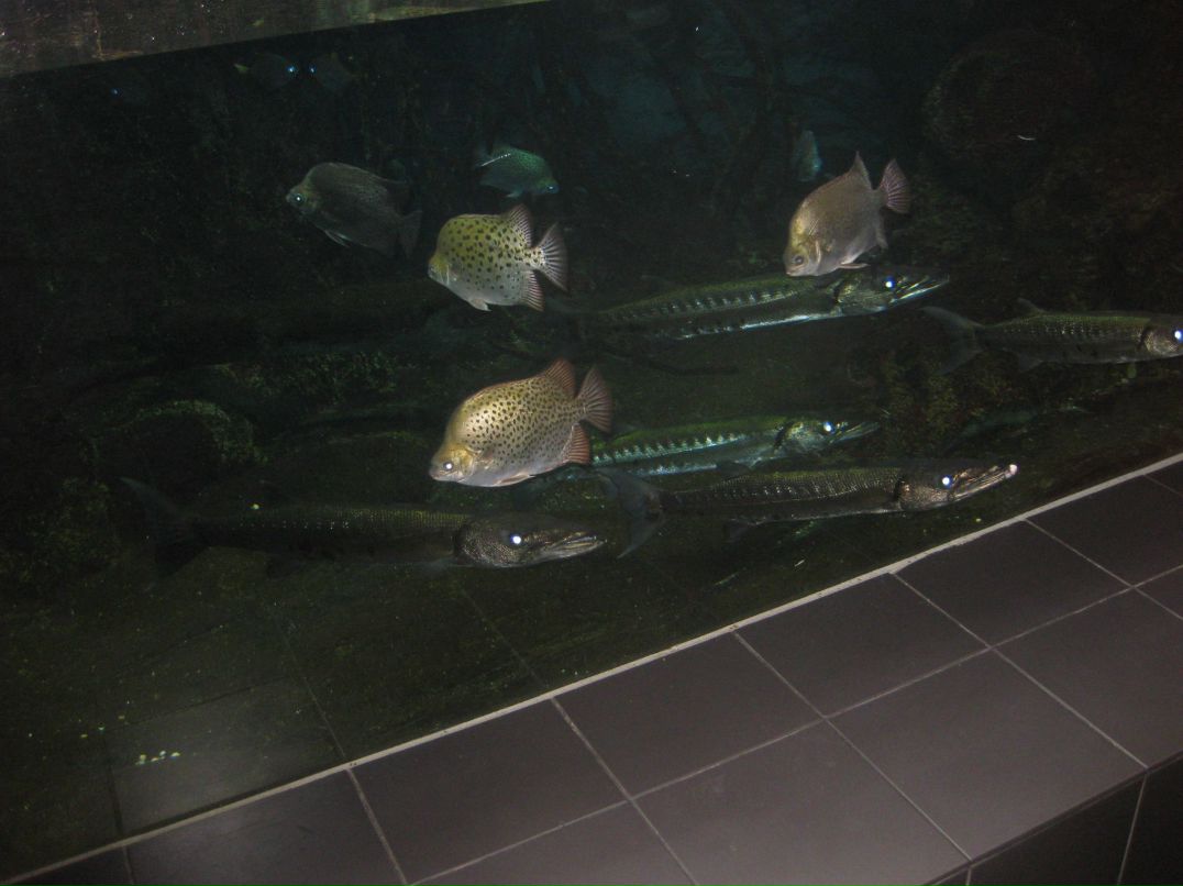 Suren Akopov | Москва