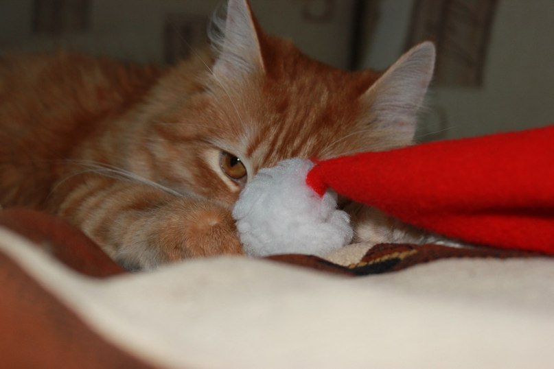 Юлия Лисицина | Самара