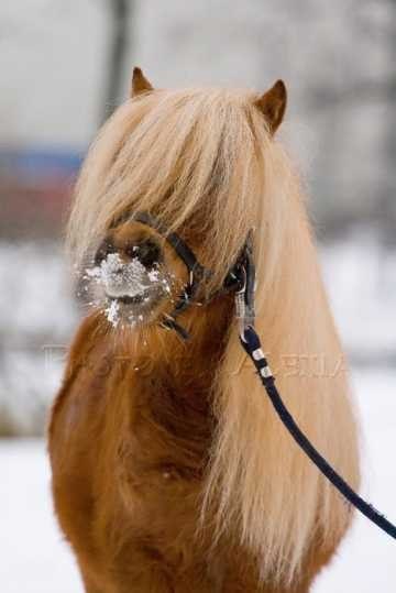 Наталия Прохода | Санкт-Петербург