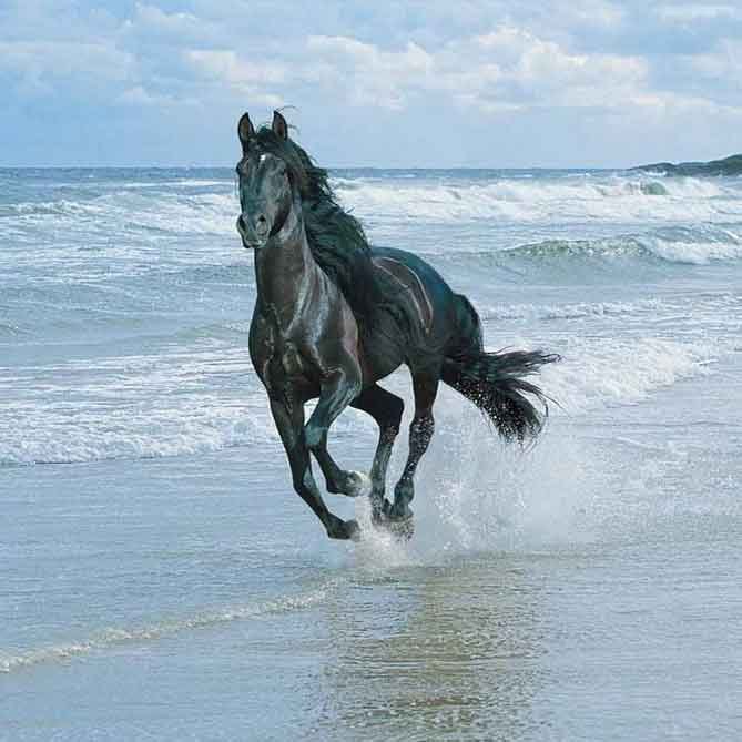 Кирилл Кирилов - | Строитель