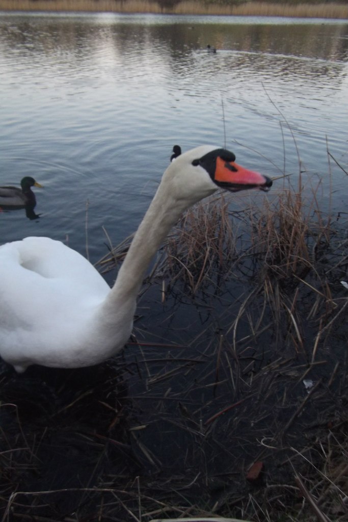 Витёк Хехе | Lüneburg