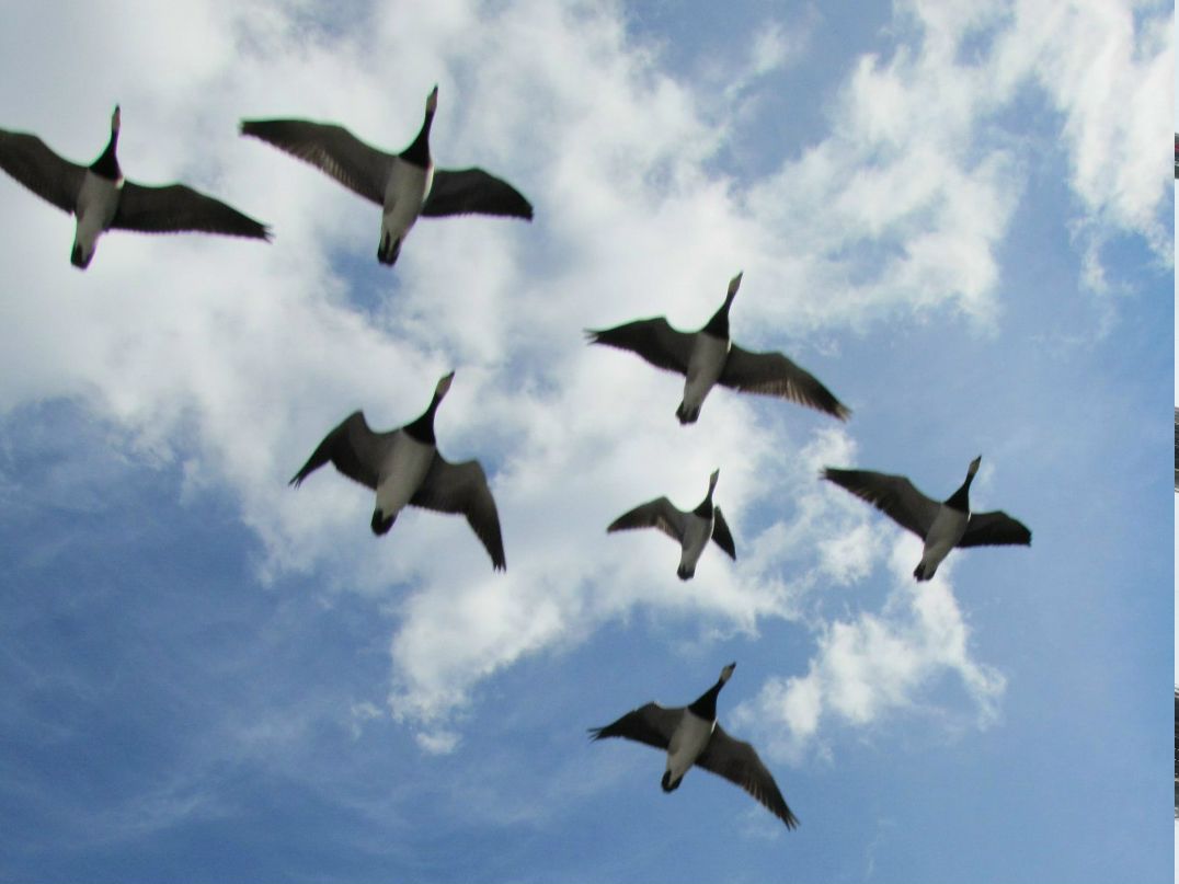 Алексей Бушмелев | Москва