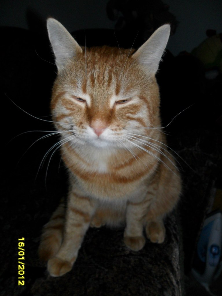 Альбина Стачинская кошка | Сочи