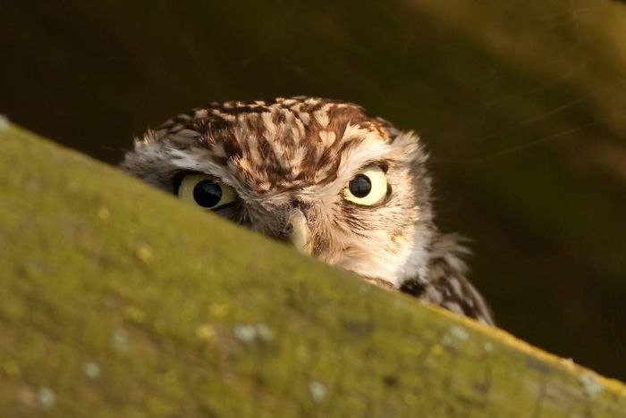 Владислав Калашников | Химки