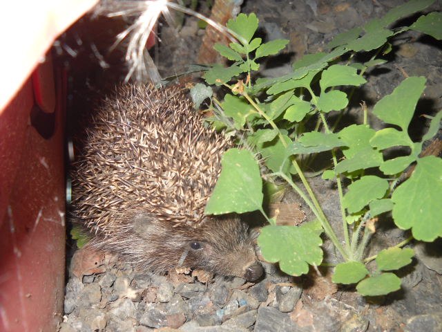 Алекс Санович | Москва