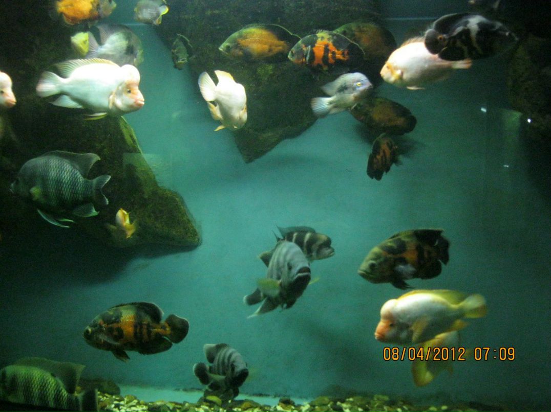 Илья Балобин | Воронеж