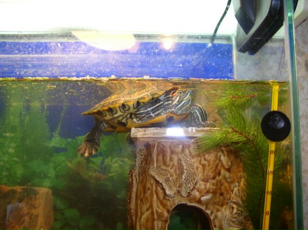 №2, Ольга Дементьева №2, Ольга Дементьева