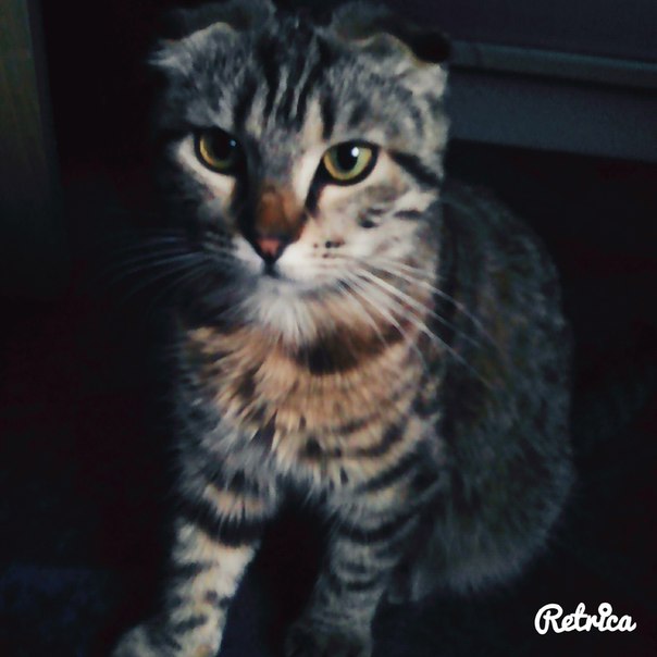 Амина Котик, Россия, Новочеркасск