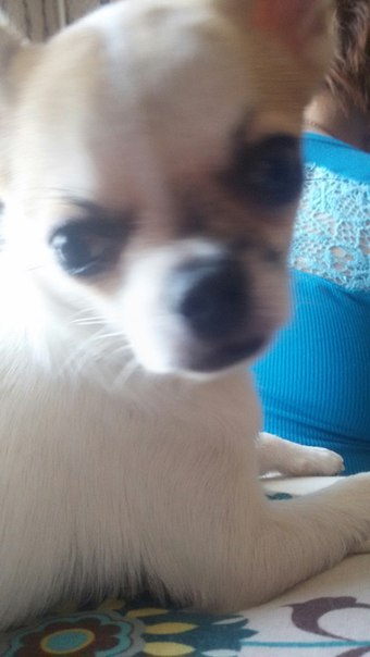 Ляля Чижихина