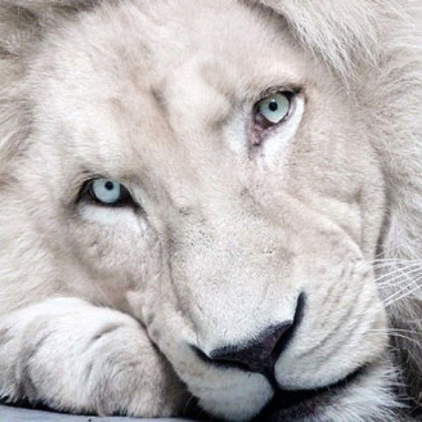 Дмитрий Нестеров, Россия