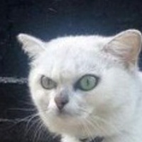 Дима Еременко