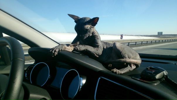 Константин Жучков, Россия, Железногорск