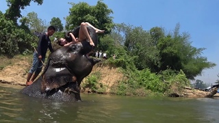 Thailand. Bathing with elephants. Kwai river.