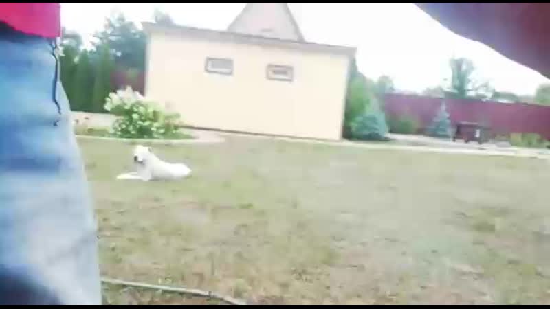 PIT BULLDOG MARS ( Mā RS GOD OF