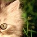 Ичиго Каваи фотография #50 (источник - https://vk.com/id145609645)