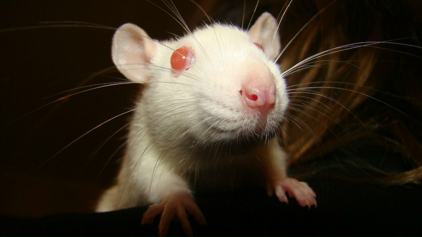 Юлия Ковалевская | Киев