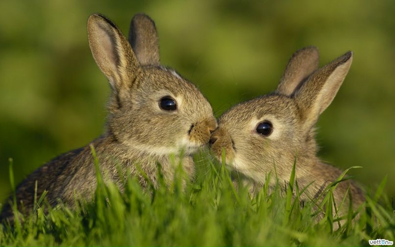 Анюта Ивкова | Сортавала