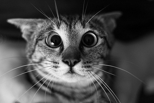 Сергей Чистяков | Москва