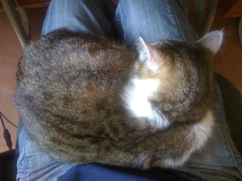 Сергей Зеленков | Днепр (Днепропетровск)