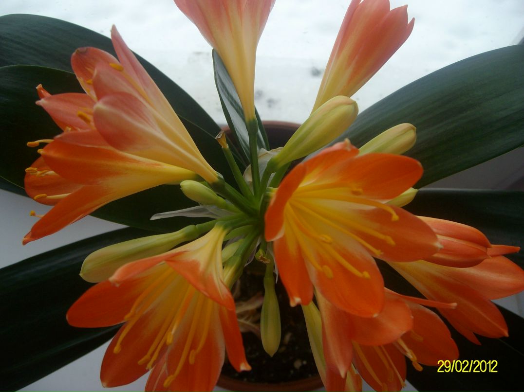 Александра Бурова | Псков