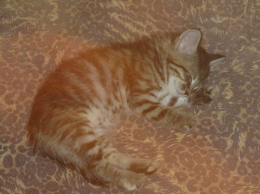 Платон Николенко Дмитриевич | Новосибирск