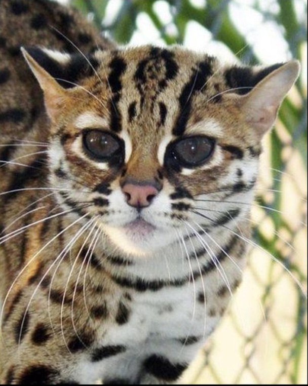 Марина Перевалова | Пермь