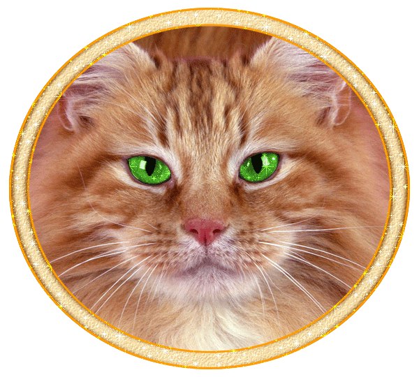 Игорь Ермолаев CAT | Киев