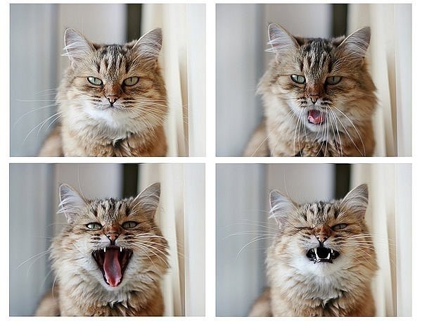 Ольга Кривошеинская | 