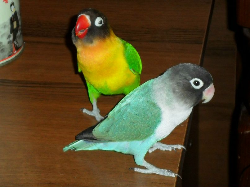 Василий Злобин | Санкт-Петербург