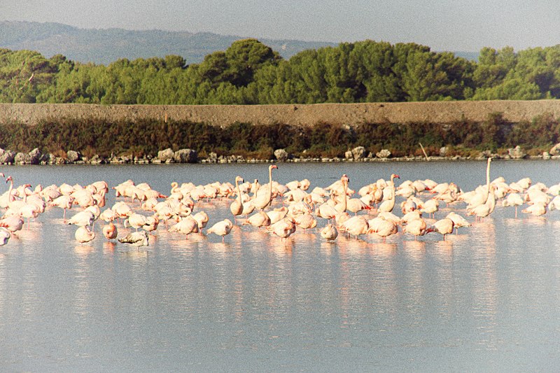 Feya Zzz | Cap-d'Ail