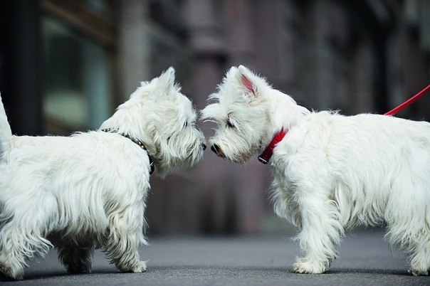 Виктория Павлова | Санкт-Петербург