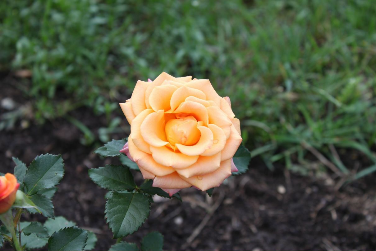 Юля Стрелова Lotos | Москва