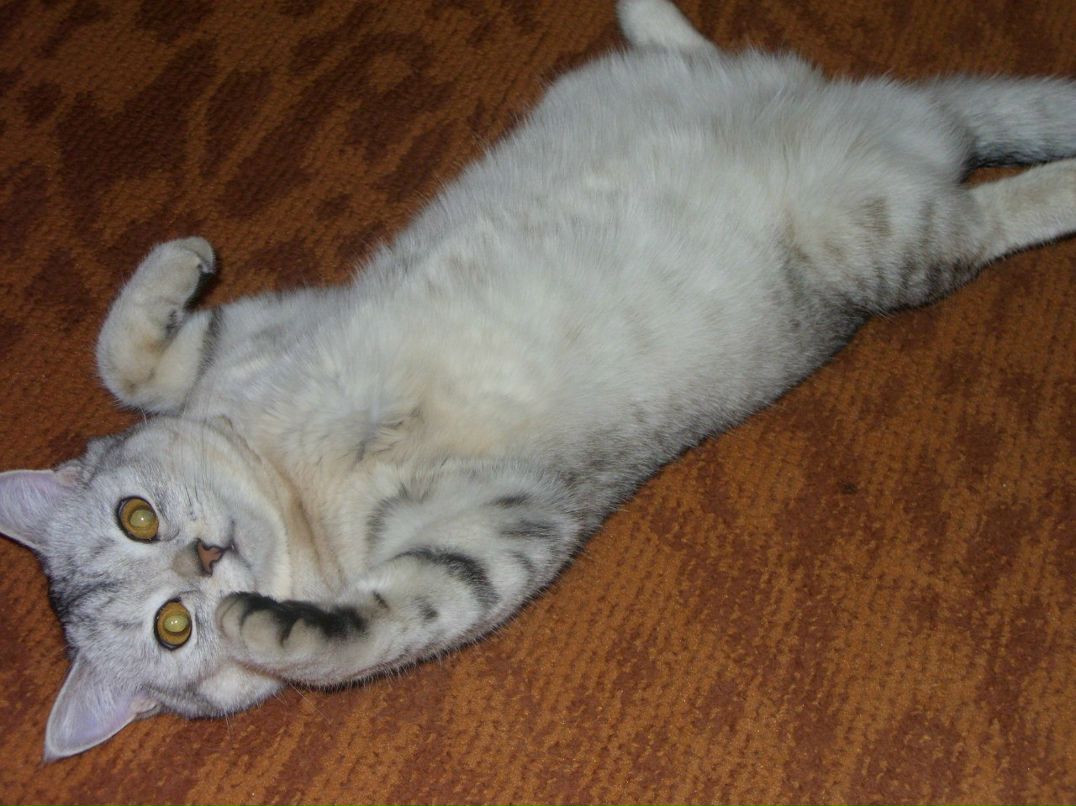 Екатерина Чеботаева | Кирово-Чепецк