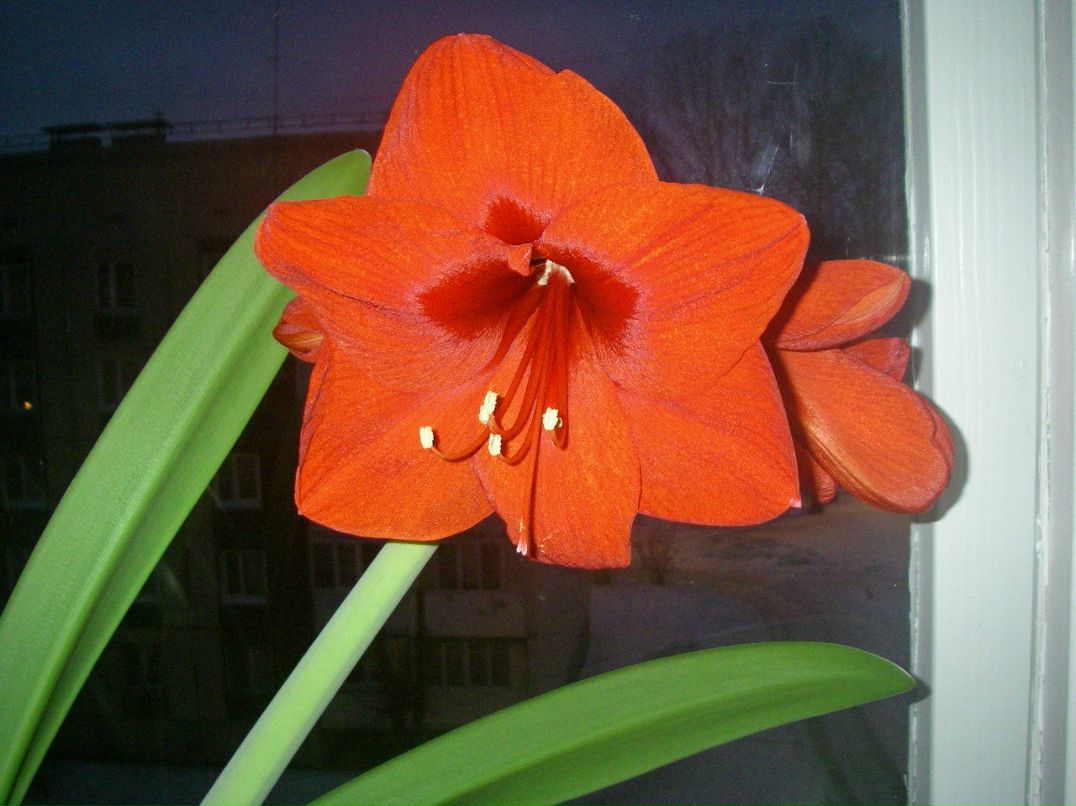 Галина Орлова | Санкт-Петербург