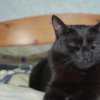 Аватар: Маленький Тигрёнок