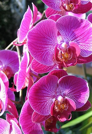 Алина Калетник | Севастополь